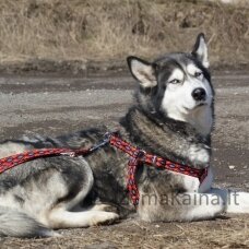 DINGO smycz "Winnetou" szer. 1,0 x 120-220 cm przepinana z taśmy polipropylenowej czarna