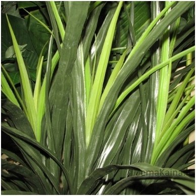 Dirbtinis augalas Dracena I 2