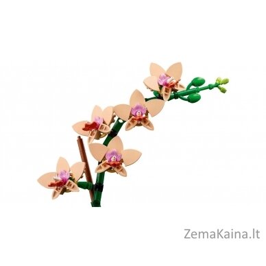 LEGO BOTANICALS 10343 Mała orchidea 4