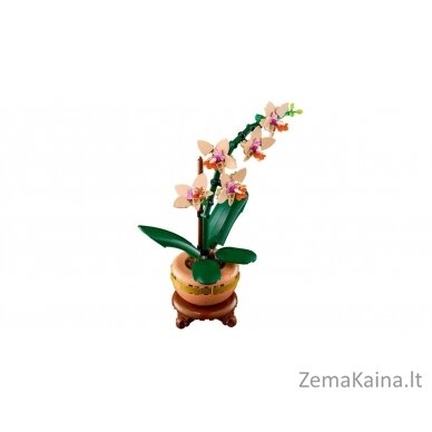 LEGO BOTANICALS 10343 Mała orchidea 3