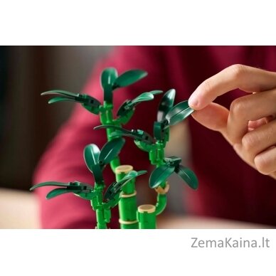 LEGO BOTANICALS 10344 Dracena sandera 6