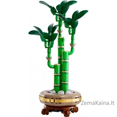 LEGO BOTANICALS 10344 Dracena sandera 2