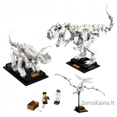 LEGO IDEAS 21320 Dinosaur Fossils 2