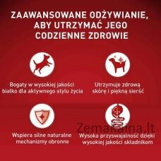 Purina ONE MINI Dog Active GiG wołowina, ziem. 85g