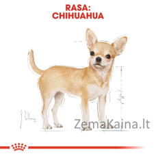 ROYAL CANIN Chihuahua - pakuotė 12x85g