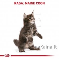 Royal Canin Maine Coon Kitten sausas kačių maistas 10 kg