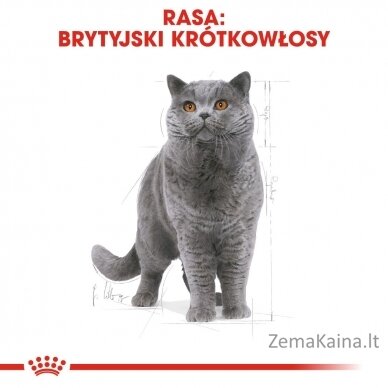 Royal Canin British Shorthair Adult sausas kačių maistas 4 kg 2