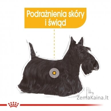 ROYAL CANIN Dermacomfort Care Šlapias maistas šunims Paštetas 12x85 g 3