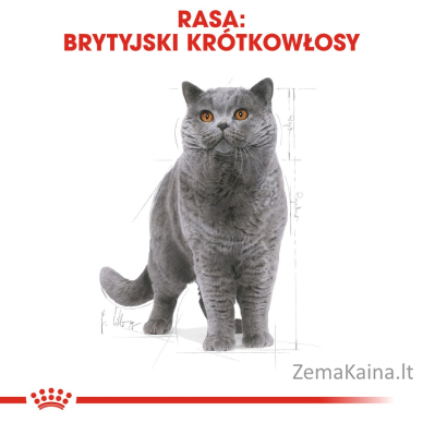 Royal Canin FBN British Shorthair Adult - sausas kačių maistas - 10kg 2