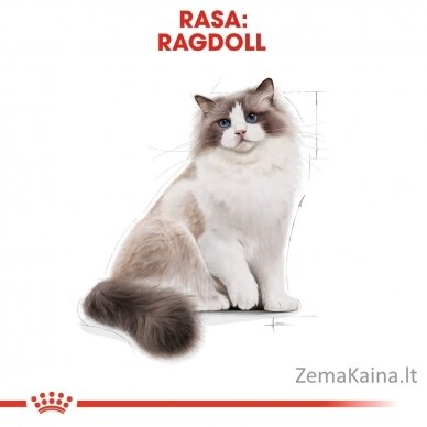 Royal Canin FBN Ragdoll Adult sausas kačių maistas 0,4kg 2