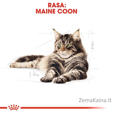 ROYAL CANIN Maine Coon Adult - šlapias kačių maistas - 12 x 85g 3