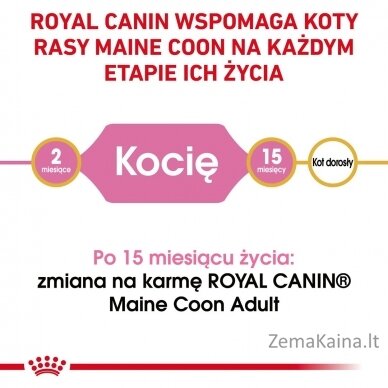 Royal Canin Maine Coon Kitten sausas kačių maistas 2 kg Kačiukas Paukštiena 7