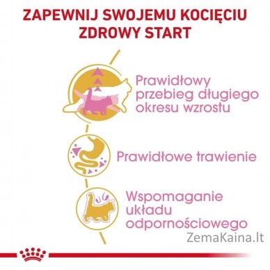 Royal Canin Maine Coon Kitten sausas kačių maistas 2 kg Kačiukas Paukštiena 1