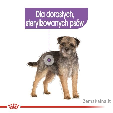 Royal Canin CCN Sterilised Loaf - drėgnas maistas suaugusiems šunims - 12x85g 4
