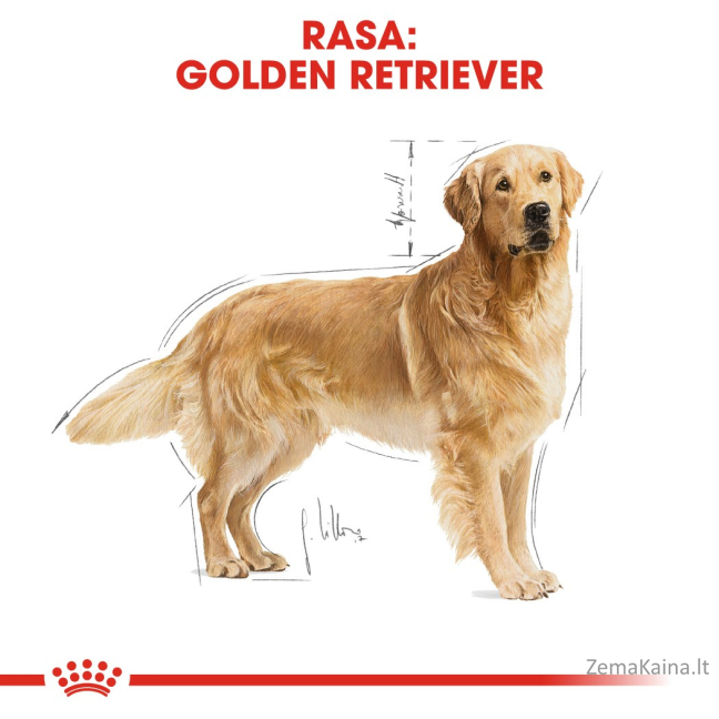 Royal Canin BHN Golden Retriever - sausas ėdalas suaugusiems šunims - 12kg 2