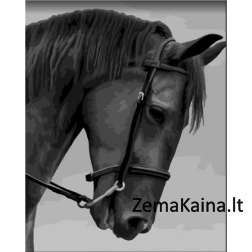 Tapymas pagal skaičius Black horse 40x50 cm F014